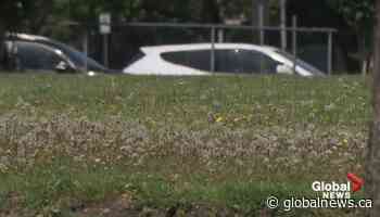 City of Edmonton cuts back on grass mowing to save money