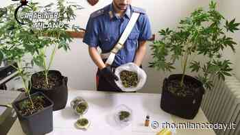 Garbagnate Milanese, coltiva l'erba in casa: scoperto e arrestato dai carabinieri - MilanoToday