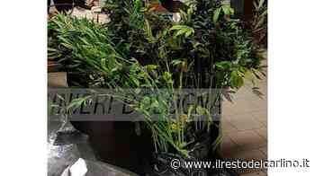 Piante di ‘erba’ in casa: arrestato - il Resto del Carlino