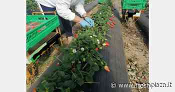 Caporalato tra Basilicata e Calabria: 'non facciamo di tutta l'erba un fascio' - Freshplaza.it