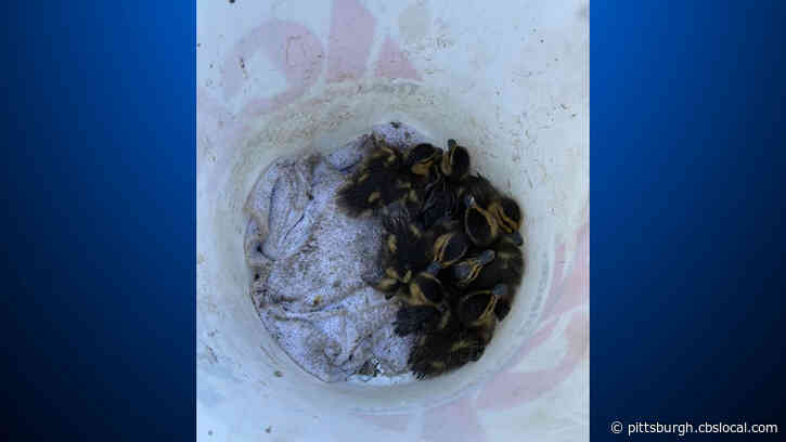 North Strabane Firefighters Rescue 9 Ducklings From Storm Drain