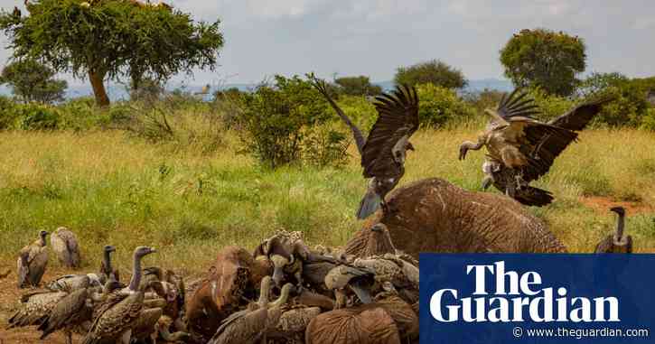 The vultures aren't hovering over Africa – and that's bad news