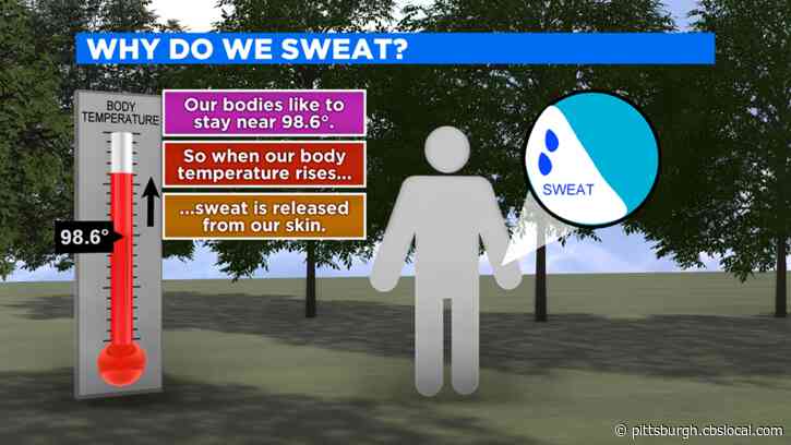 Hey Ray! The Science Of Sweating