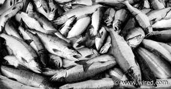 In Alaska, Summer's Getting Too Hot for the Salmon Run