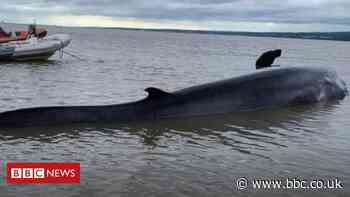 Whale stranded in Dee Estuary seen 'on the move'
