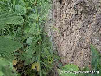 Linke soep voor honden: eikenprocessierupsen kruipen vaker uit de grond omhoog