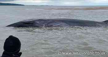 Fears for huge 40ft whale stranded on Welsh coastline for second time