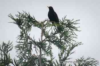 Terror-merel regeert in Arnhemse buurt: ‘Die vogel heeft groot gelijk’