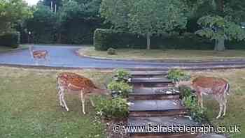 Mystery of nibbled roses solved as deer spotted on doorbell camera