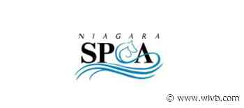 Niagara SPCA to reopen shelter to visitors starting July 1