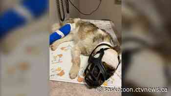 Uncertain future for WANAR dog rescue after pandemic cancels fundraisers