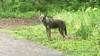 Coyote put down by Ottawa Police officers in Riverside South - CTV News Ottawa