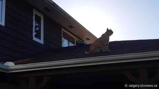 Wildlife this week: Animals spotted by viewers in and around Calgary