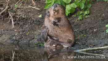 Green MSP Mark Ruskell call for halt to beaver killings in Scotland - The Times