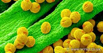 The reason your hay fever is so bad? Blame botanical sexism