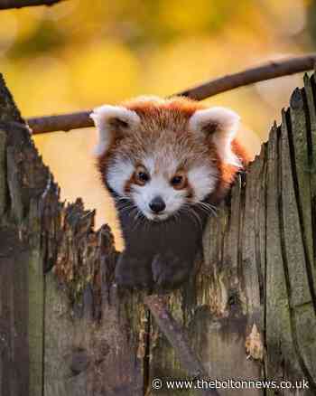 Bolton community group to sponsor five Chester Zoo animals
