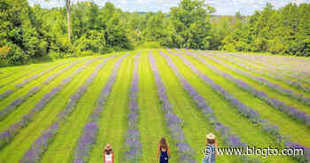The epic lavender farm near Toronto is reopening but only for a few visitors at a time - blogTO