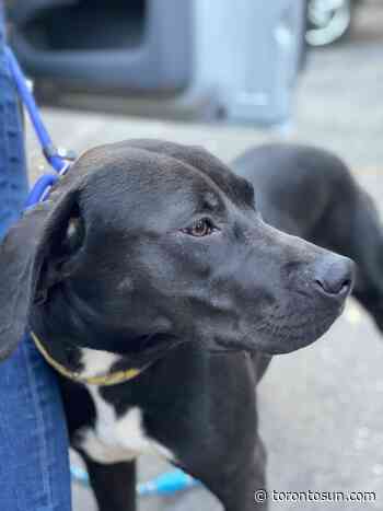 Dogs find new home in Toronto - Toronto Sun