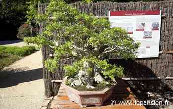 Gretz-Armainvilliers : 45 000 € de bonsaïs dérobés chez un collectionneur - Le Parisien