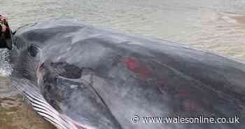 Whale stranded three times on Welsh coast dies despite attempts to save it
