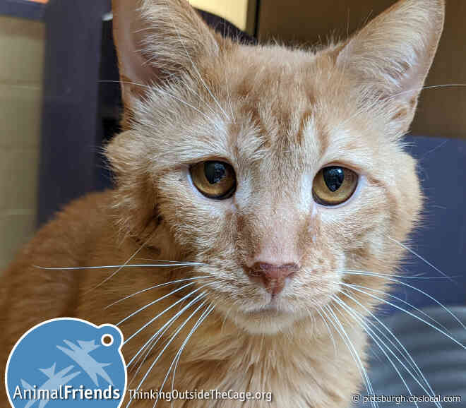 Furry Tails: Semicolon & Grant Are Waiting For Forever Homes