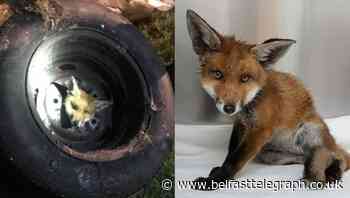 Firefighters rescue fox that got its head stuck in a wheel