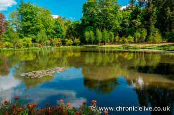 Stunning behind the scenes photos capture Alnwick Garden in bloom in lockdown