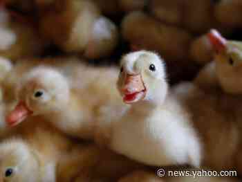A woman hatched three ducklings — 'Beep, Peep, and Meep' — from eggs she bought in a supermarket