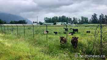 Trans Mountain oil spill released roughly 150,000 litres of oil, company says