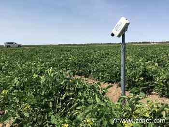 CSIRO and Goanna Ag bring smart sensors to help farmers improve crop water usage