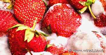 Coronavirus has shown us a solution to the food climate crisis