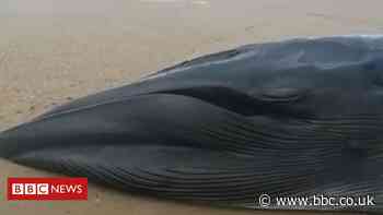 Beached whale stranded on Dee estuary for third time dies