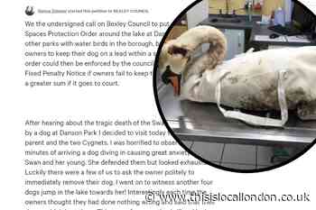 Petition to protect Bexley's swans and water birds started