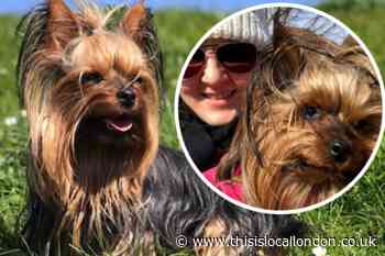 Appeal for missing dog from Pollards Hill