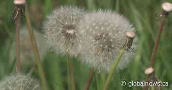 City of Edmonton cuts down frequency of grass mowing to save money - Globalnews.ca