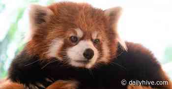 Edmonton Valley Zoo reopening with restrictions on June 15 | News - Daily Hive