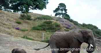 Pictured: West Midlands Safari Park on first day of reopening