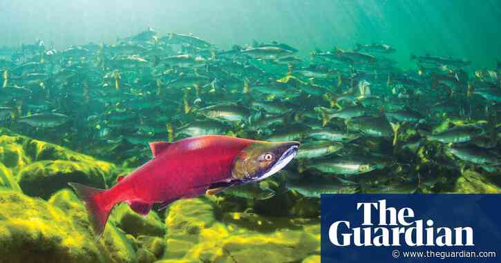 Saving Canada's wild salmon: rescuers pin hopes on fish ladder and salmon cannon