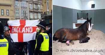 Police horse Peroni pictured recovering from protest injuries in his stable