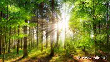 Commit to nature restoration in your green Covid-19 recovery plans, businesses urged