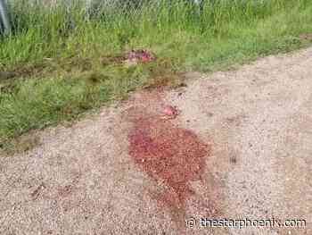 Deer found dead along Meewasin trail likely killed after running into fence