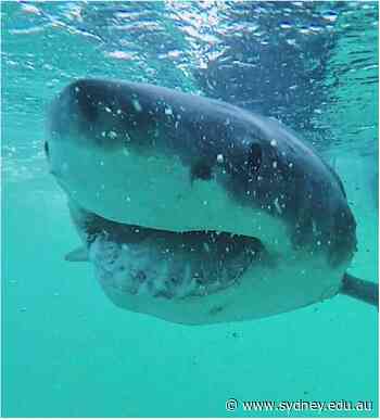 Great white shark diet surprises scientists - News - The University of Sydney