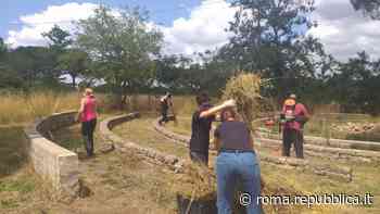 Roma. i volontari tagliano l'erba nel parco di Aguzzano: "Ma il pericolo incendi rimane" - La Repubblica