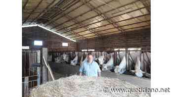 Foraggi, erba medica e recupero di biomassa Il gruppo Bagioni punta sull’economia circolare - QUOTIDIANO.NET