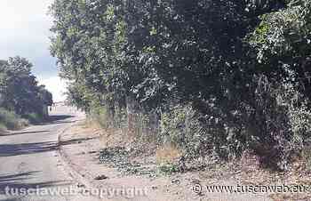 "Hanno tagliato l'erba e questo è il risultato..." - Tuscia Web