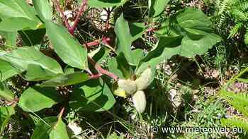 La rosa di montagna: l’erba di luna che brilla di notte come gli astri - Meteo Web