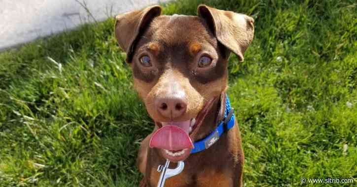 Pet dog shot in Utah County. Police hoping neighbors have security camera footage of the killer.