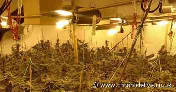 Man arrested after 400 cannabis plants found in Durham home