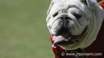 How to Protect Your Pet From Extreme Heat This Summer