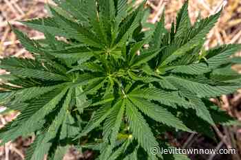 Budget Provision Makes Notable Change To PA's Medical Marijuana Law - levittownnow.com